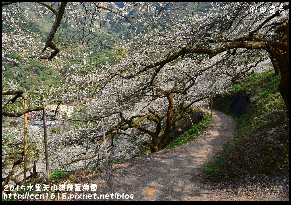 【農夫愛賞花】水里天山嶺陳董梅園‧賞梅秘境大公開 @假日農夫愛趴趴照