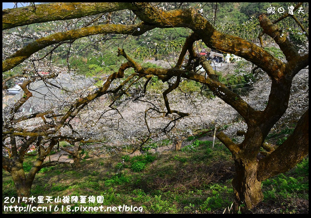 【農夫愛賞花】水里天山嶺陳董梅園‧賞梅秘境大公開 @假日農夫愛趴趴照