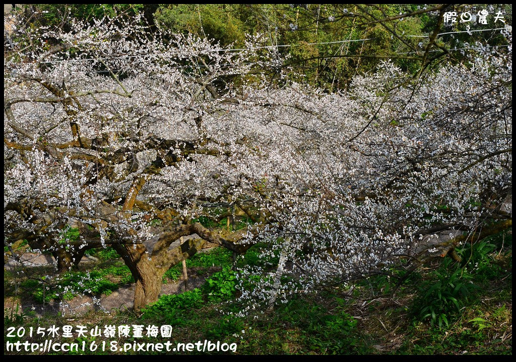 【農夫愛賞花】水里天山嶺陳董梅園‧賞梅秘境大公開 @假日農夫愛趴趴照