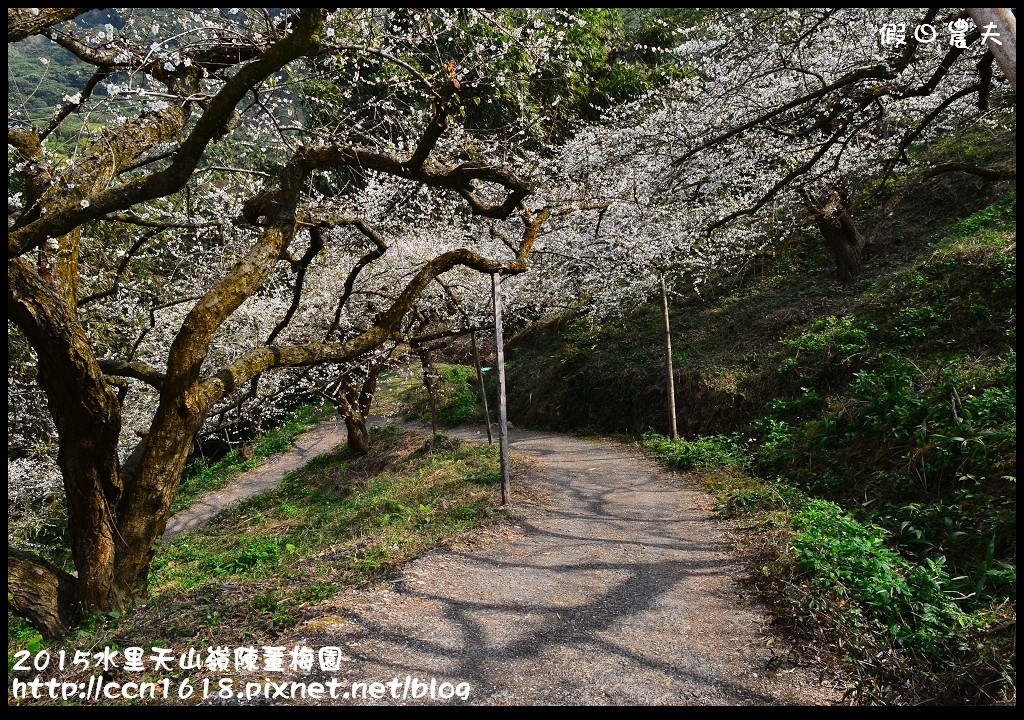 【農夫愛賞花】水里天山嶺陳董梅園‧賞梅秘境大公開 @假日農夫愛趴趴照