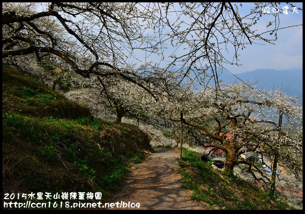 【農夫愛賞花】水里天山嶺陳董梅園‧賞梅秘境大公開 @假日農夫愛趴趴照