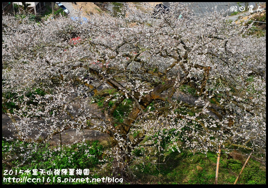 【農夫愛賞花】水里天山嶺陳董梅園‧賞梅秘境大公開 @假日農夫愛趴趴照