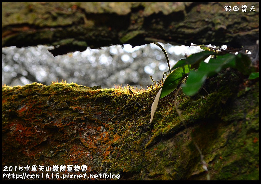 【農夫愛賞花】水里天山嶺陳董梅園‧賞梅秘境大公開 @假日農夫愛趴趴照