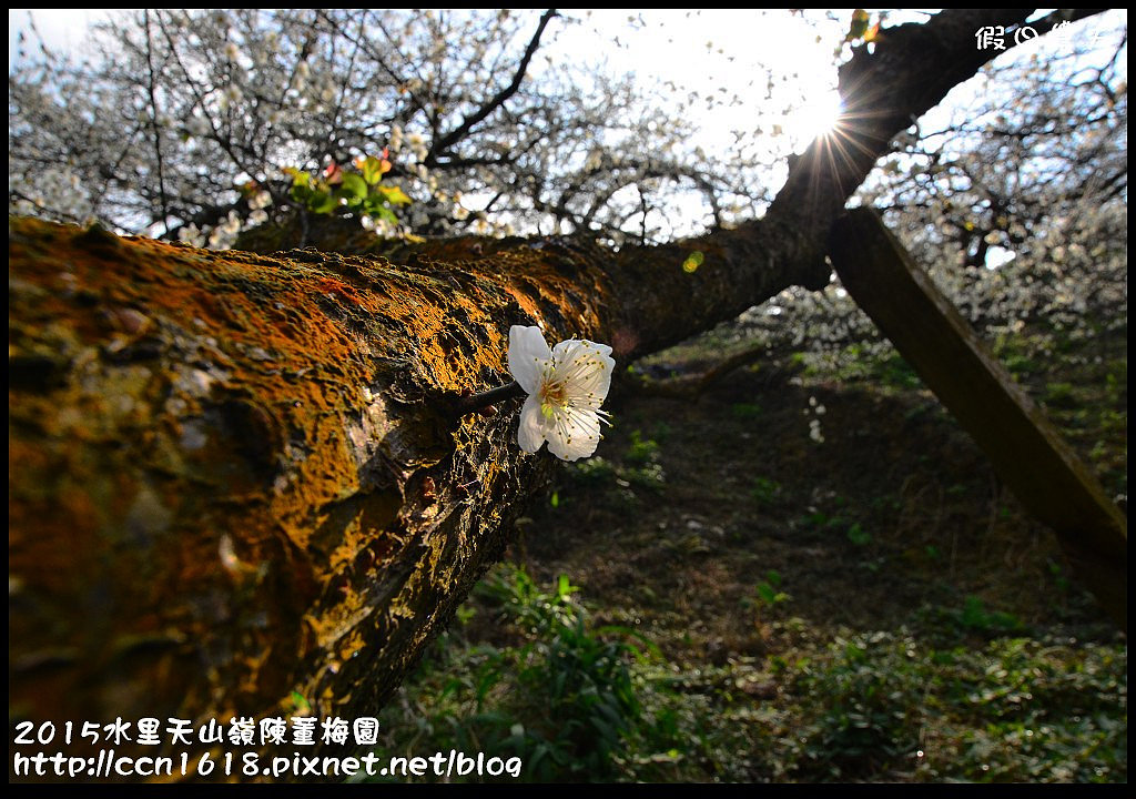 【農夫愛賞花】水里天山嶺陳董梅園‧賞梅秘境大公開 @假日農夫愛趴趴照