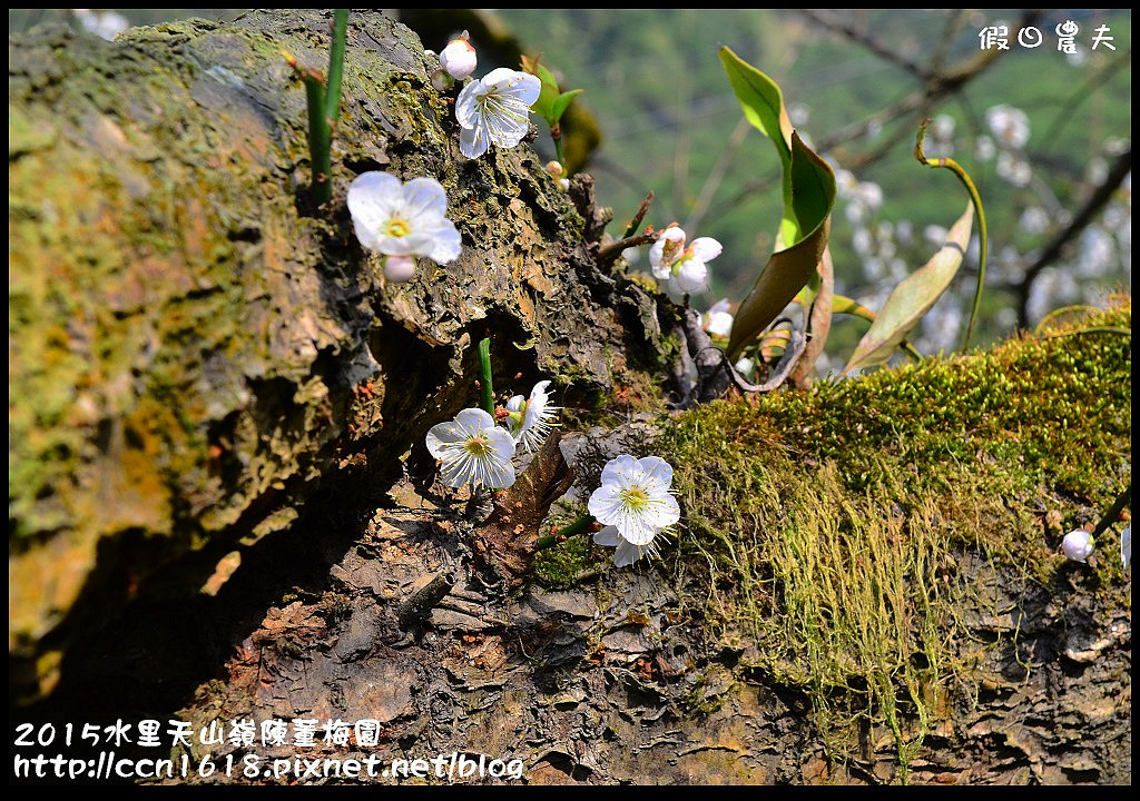 【農夫愛賞花】水里天山嶺陳董梅園‧賞梅秘境大公開 @假日農夫愛趴趴照