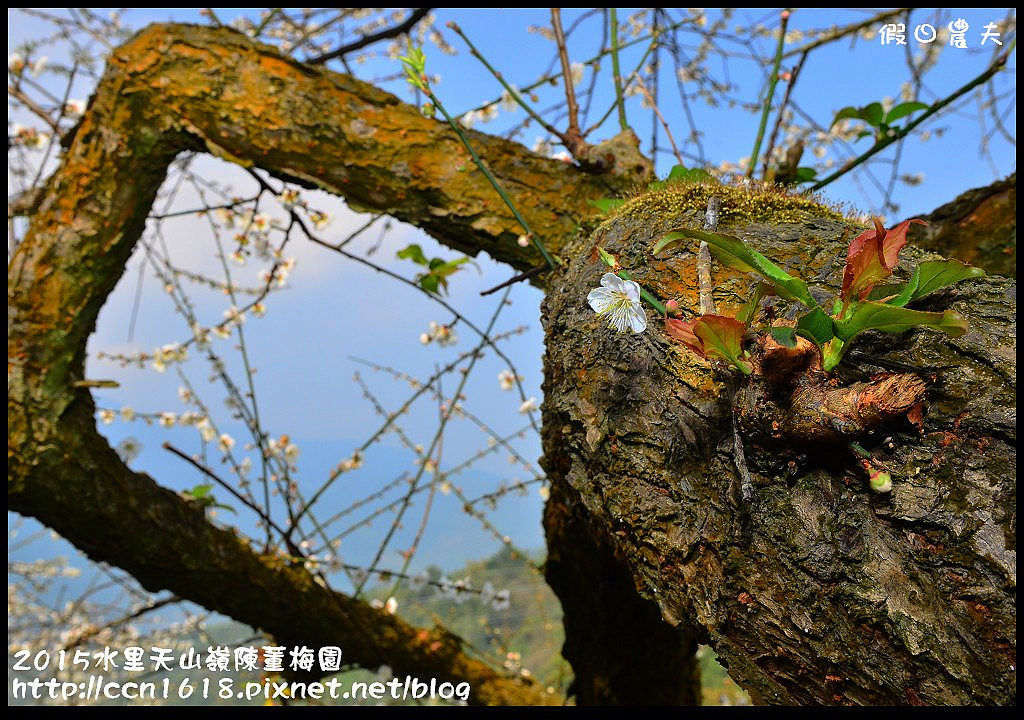 【農夫愛賞花】水里天山嶺陳董梅園‧賞梅秘境大公開 @假日農夫愛趴趴照