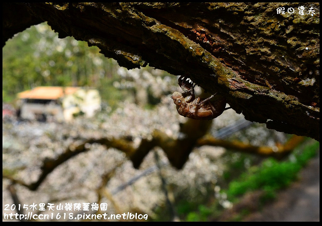 【農夫愛賞花】水里天山嶺陳董梅園‧賞梅秘境大公開 @假日農夫愛趴趴照