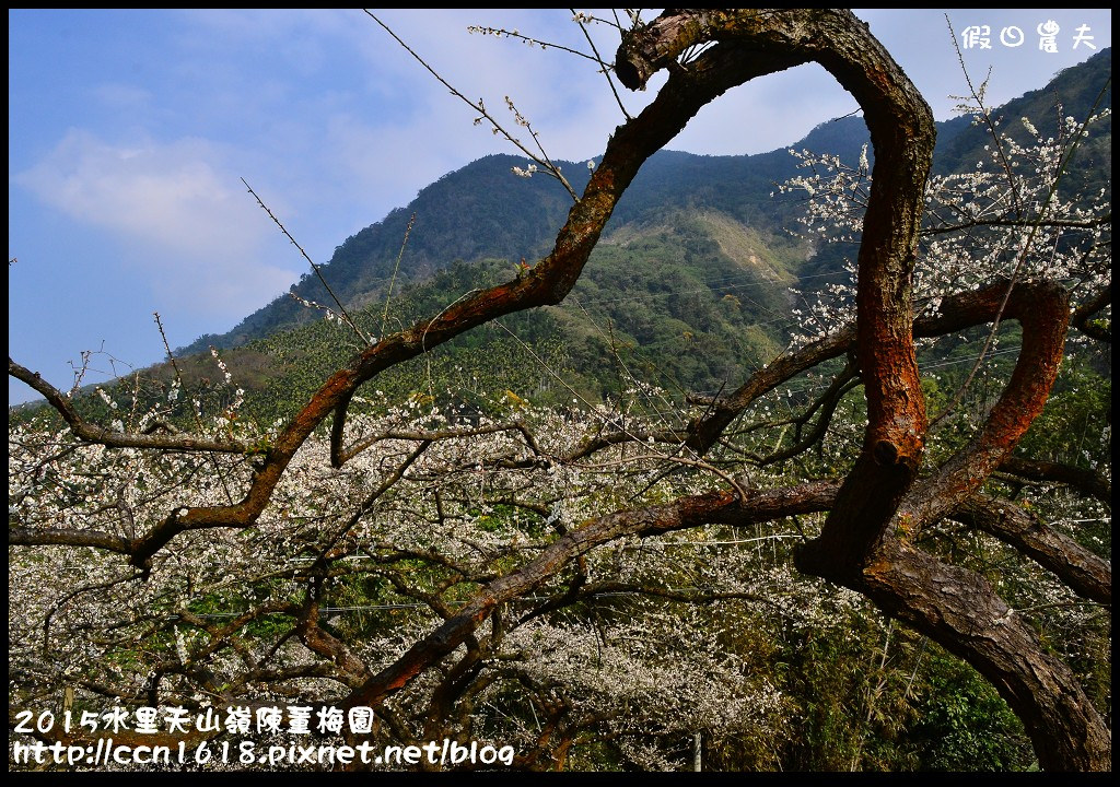 【農夫愛賞花】水里天山嶺陳董梅園‧賞梅秘境大公開 @假日農夫愛趴趴照