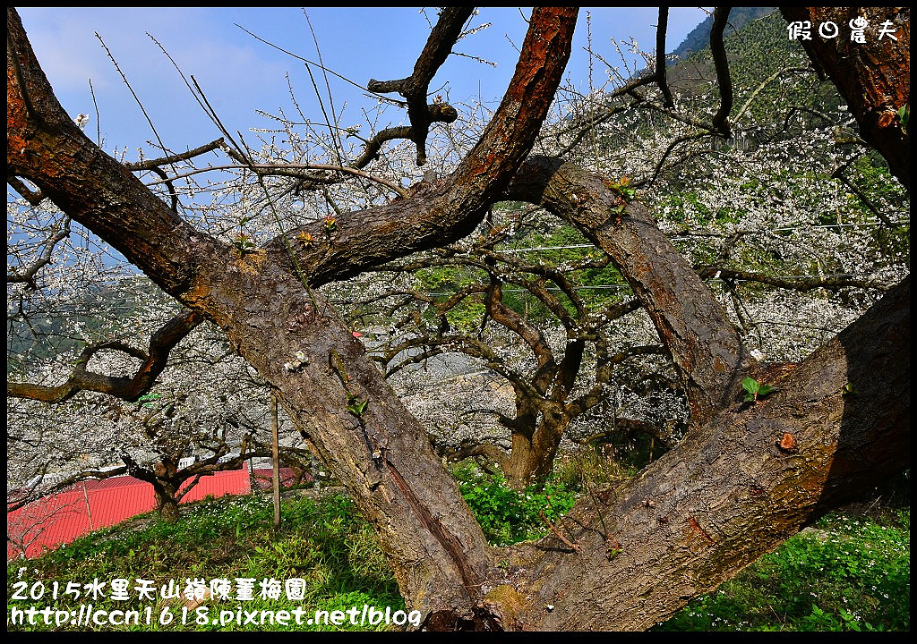 【農夫愛賞花】水里天山嶺陳董梅園‧賞梅秘境大公開 @假日農夫愛趴趴照