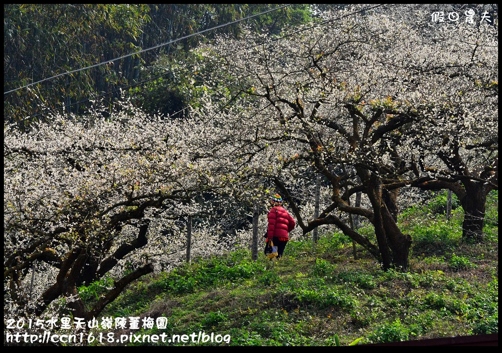 【農夫愛賞花】水里天山嶺陳董梅園‧賞梅秘境大公開 @假日農夫愛趴趴照