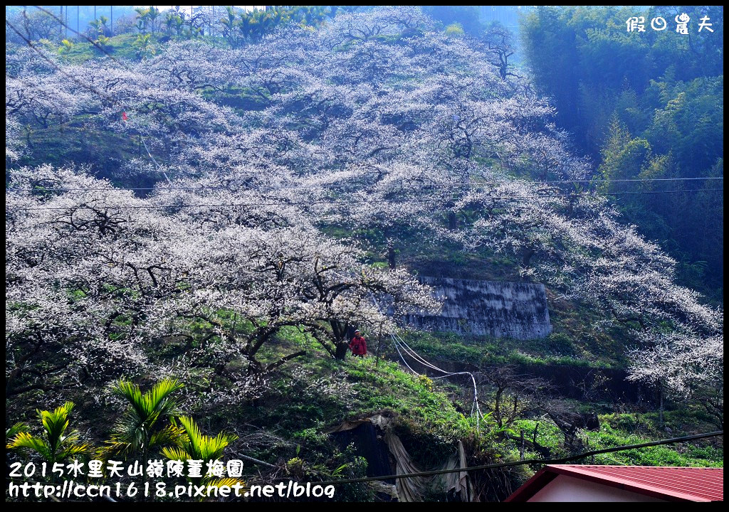 【農夫愛賞花】水里天山嶺陳董梅園‧賞梅秘境大公開 @假日農夫愛趴趴照