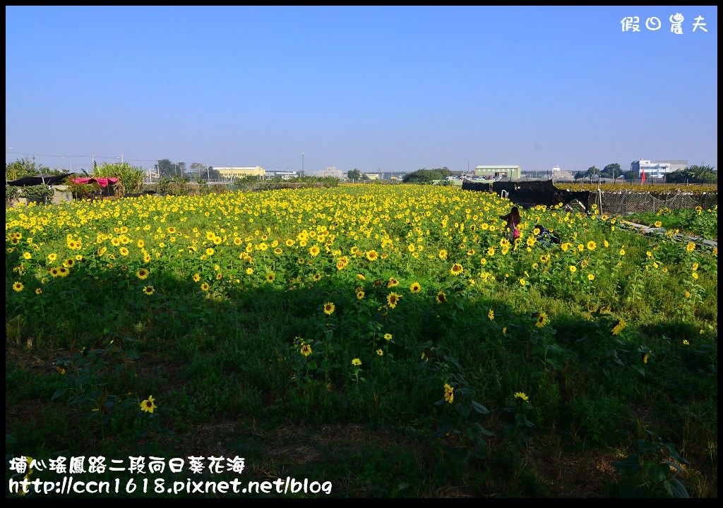 【農夫愛賞花】埔心瑤鳳路二段向日葵花海＆秀水鄉曾厝村+金陵社區花海 @假日農夫愛趴趴照