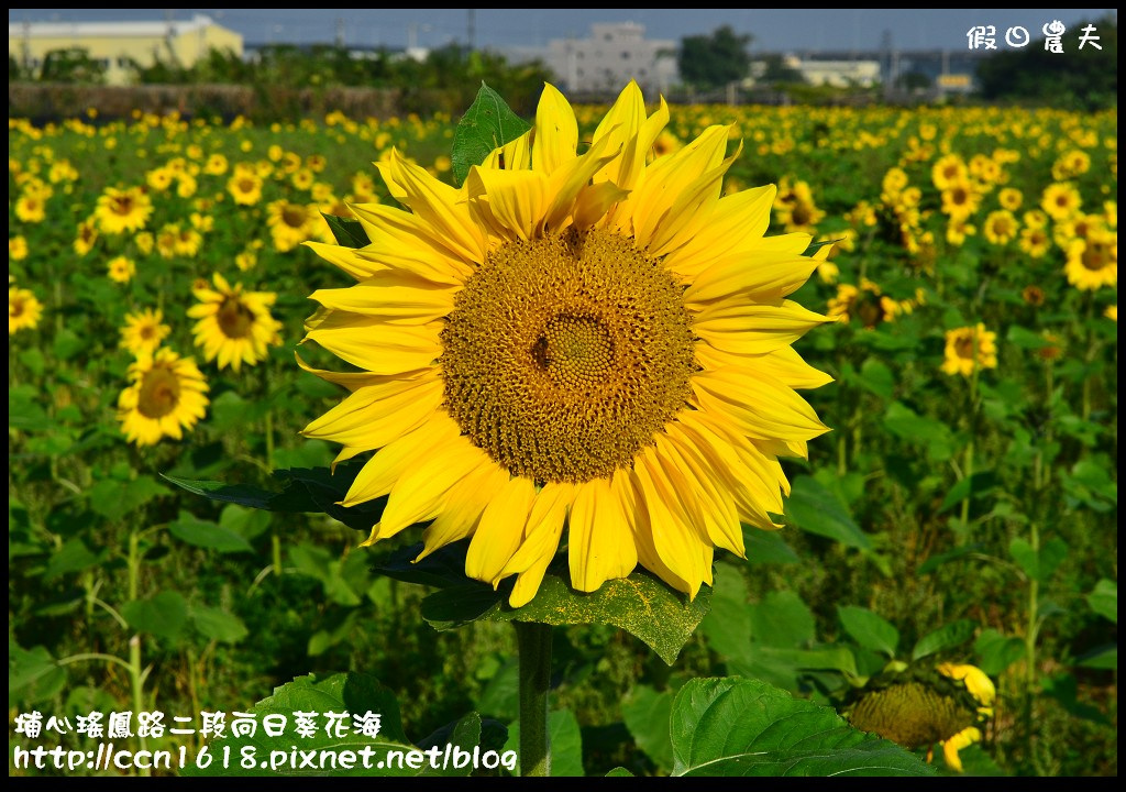 【農夫愛賞花】埔心瑤鳳路二段向日葵花海＆秀水鄉曾厝村+金陵社區花海 @假日農夫愛趴趴照