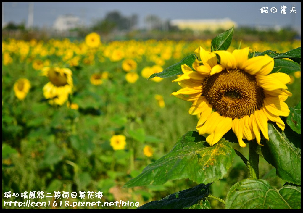 【農夫愛賞花】埔心瑤鳳路二段向日葵花海＆秀水鄉曾厝村+金陵社區花海 @假日農夫愛趴趴照