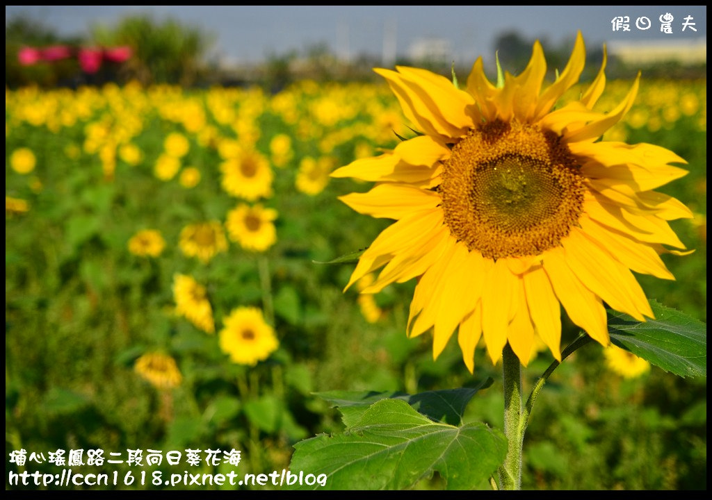 【農夫愛賞花】埔心瑤鳳路二段向日葵花海＆秀水鄉曾厝村+金陵社區花海 @假日農夫愛趴趴照