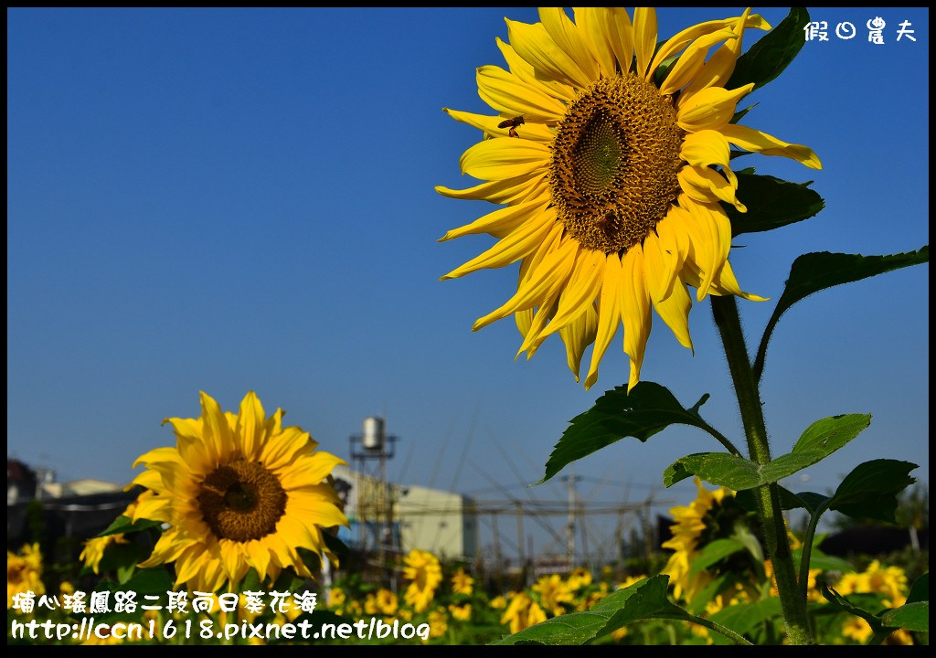 【農夫愛賞花】埔心瑤鳳路二段向日葵花海＆秀水鄉曾厝村+金陵社區花海 @假日農夫愛趴趴照