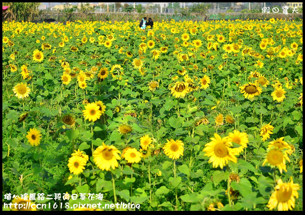 【農夫愛賞花】埔心瑤鳳路二段向日葵花海＆秀水鄉曾厝村+金陵社區花海 @假日農夫愛趴趴照