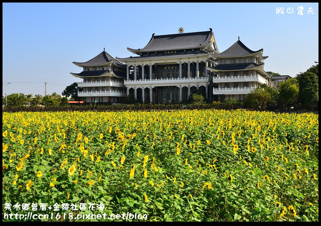 【農夫愛賞花】埔心瑤鳳路二段向日葵花海＆秀水鄉曾厝村+金陵社區花海 @假日農夫愛趴趴照