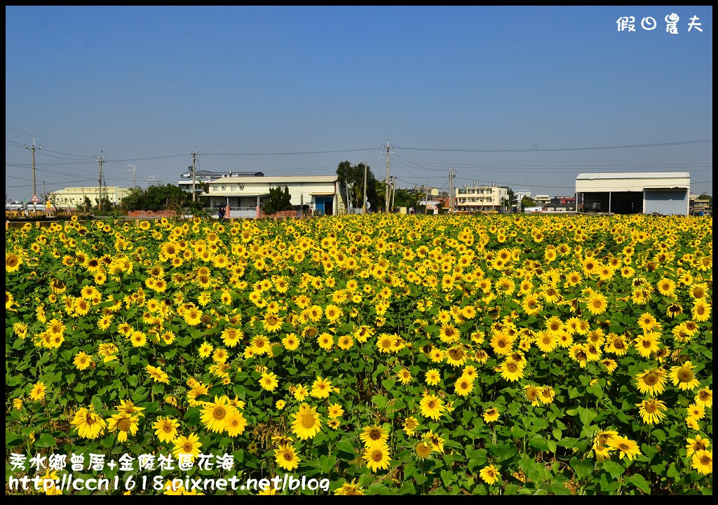 【農夫愛賞花】埔心瑤鳳路二段向日葵花海＆秀水鄉曾厝村+金陵社區花海 @假日農夫愛趴趴照