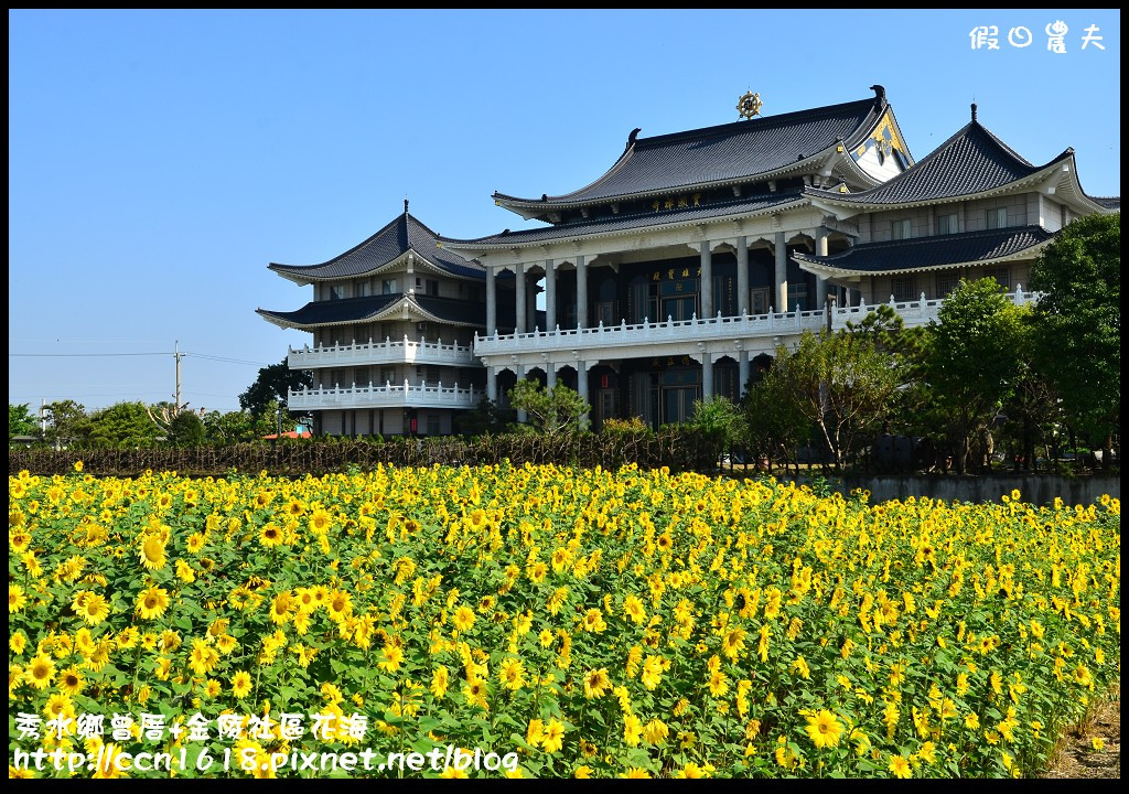 【農夫愛賞花】埔心瑤鳳路二段向日葵花海＆秀水鄉曾厝村+金陵社區花海 @假日農夫愛趴趴照