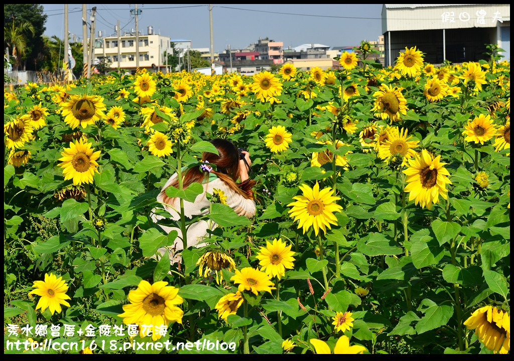 【農夫愛賞花】埔心瑤鳳路二段向日葵花海＆秀水鄉曾厝村+金陵社區花海 @假日農夫愛趴趴照