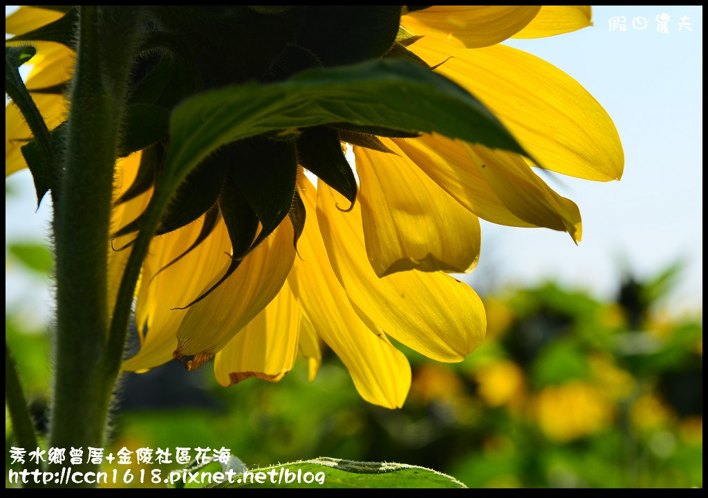 【農夫愛賞花】埔心瑤鳳路二段向日葵花海＆秀水鄉曾厝村+金陵社區花海 @假日農夫愛趴趴照