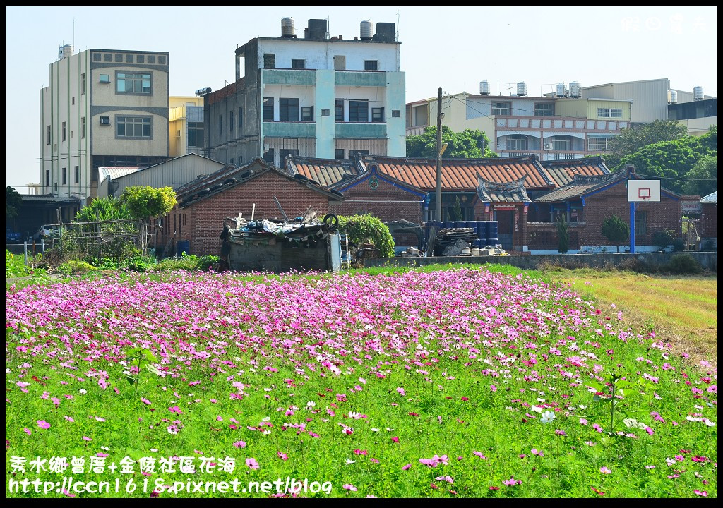 【農夫愛賞花】埔心瑤鳳路二段向日葵花海＆秀水鄉曾厝村+金陵社區花海 @假日農夫愛趴趴照