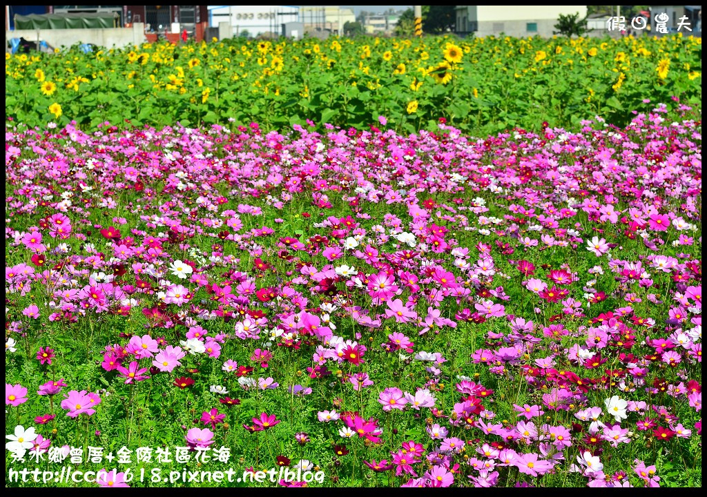 【農夫愛賞花】埔心瑤鳳路二段向日葵花海＆秀水鄉曾厝村+金陵社區花海 @假日農夫愛趴趴照