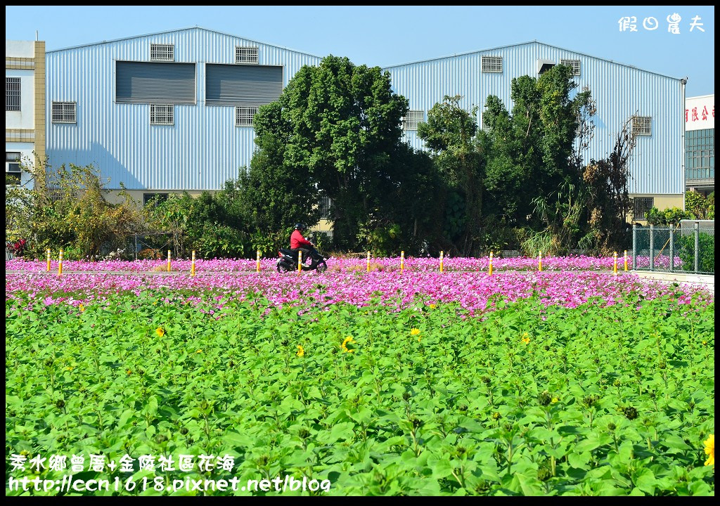 【農夫愛賞花】埔心瑤鳳路二段向日葵花海＆秀水鄉曾厝村+金陵社區花海 @假日農夫愛趴趴照