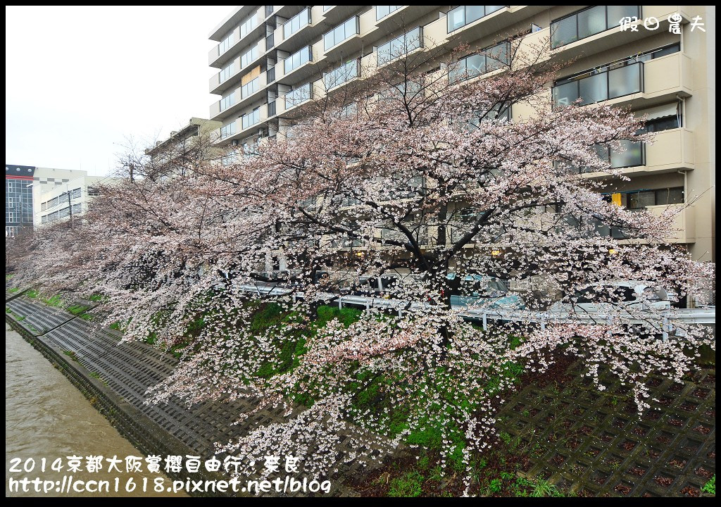 【日本旅遊】京都大阪賞櫻自由行．賞櫻秘境-佐保川櫻花+奈良冰室神社+東大寺餵小鹿 @假日農夫愛趴趴照