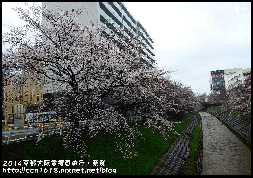 【日本旅遊】京都大阪賞櫻自由行．賞櫻秘境-佐保川櫻花+奈良冰室神社+東大寺餵小鹿 @假日農夫愛趴趴照