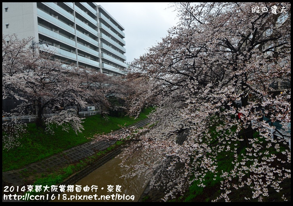 【日本旅遊】京都大阪賞櫻自由行．賞櫻秘境-佐保川櫻花+奈良冰室神社+東大寺餵小鹿 @假日農夫愛趴趴照