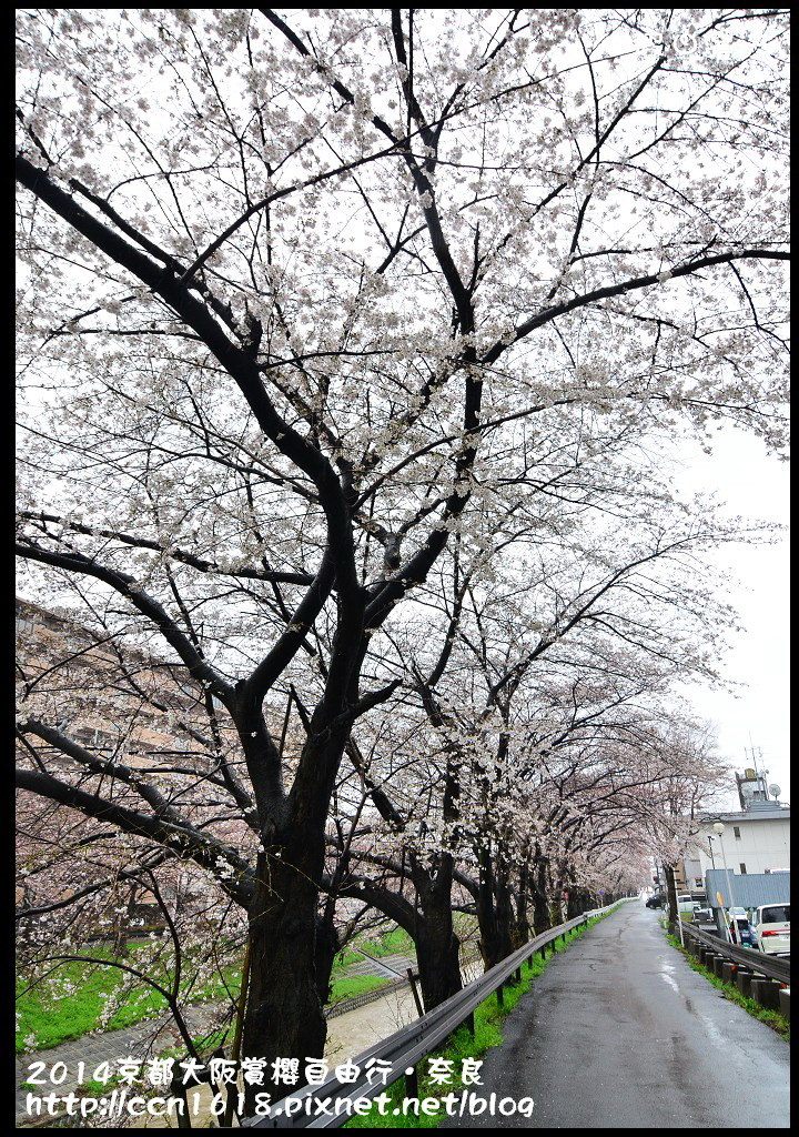 【日本旅遊】京都大阪賞櫻自由行．賞櫻秘境-佐保川櫻花+奈良冰室神社+東大寺餵小鹿 @假日農夫愛趴趴照