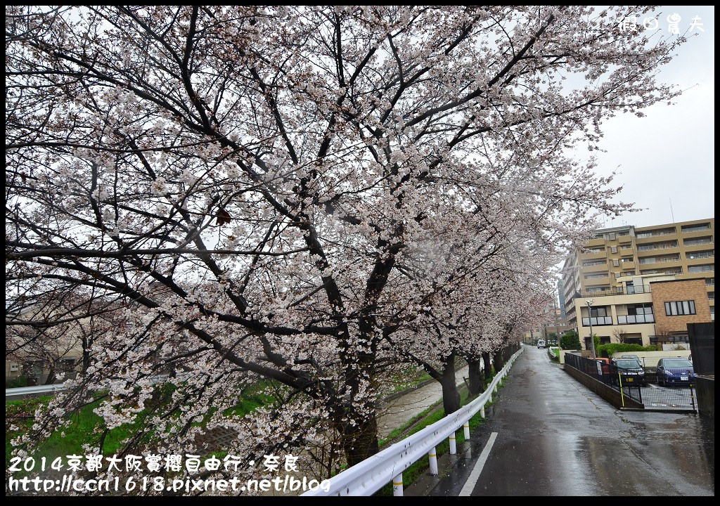 【日本旅遊】京都大阪賞櫻自由行．賞櫻秘境-佐保川櫻花+奈良冰室神社+東大寺餵小鹿 @假日農夫愛趴趴照