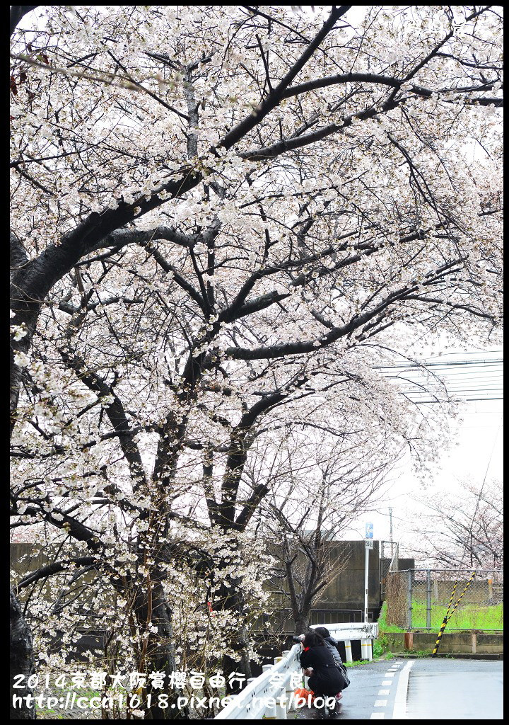 【日本旅遊】京都大阪賞櫻自由行．賞櫻秘境-佐保川櫻花+奈良冰室神社+東大寺餵小鹿 @假日農夫愛趴趴照