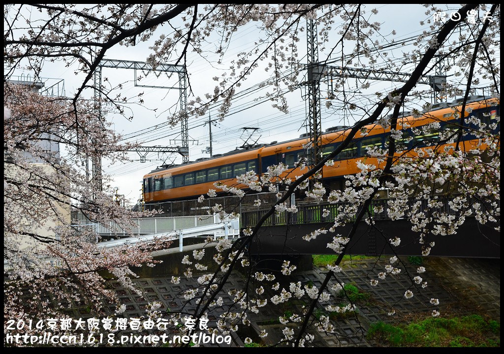 【日本旅遊】京都大阪賞櫻自由行．賞櫻秘境-佐保川櫻花+奈良冰室神社+東大寺餵小鹿 @假日農夫愛趴趴照