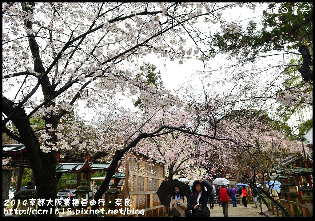 【日本旅遊】京都大阪賞櫻自由行．賞櫻秘境-佐保川櫻花+奈良冰室神社+東大寺餵小鹿 @假日農夫愛趴趴照