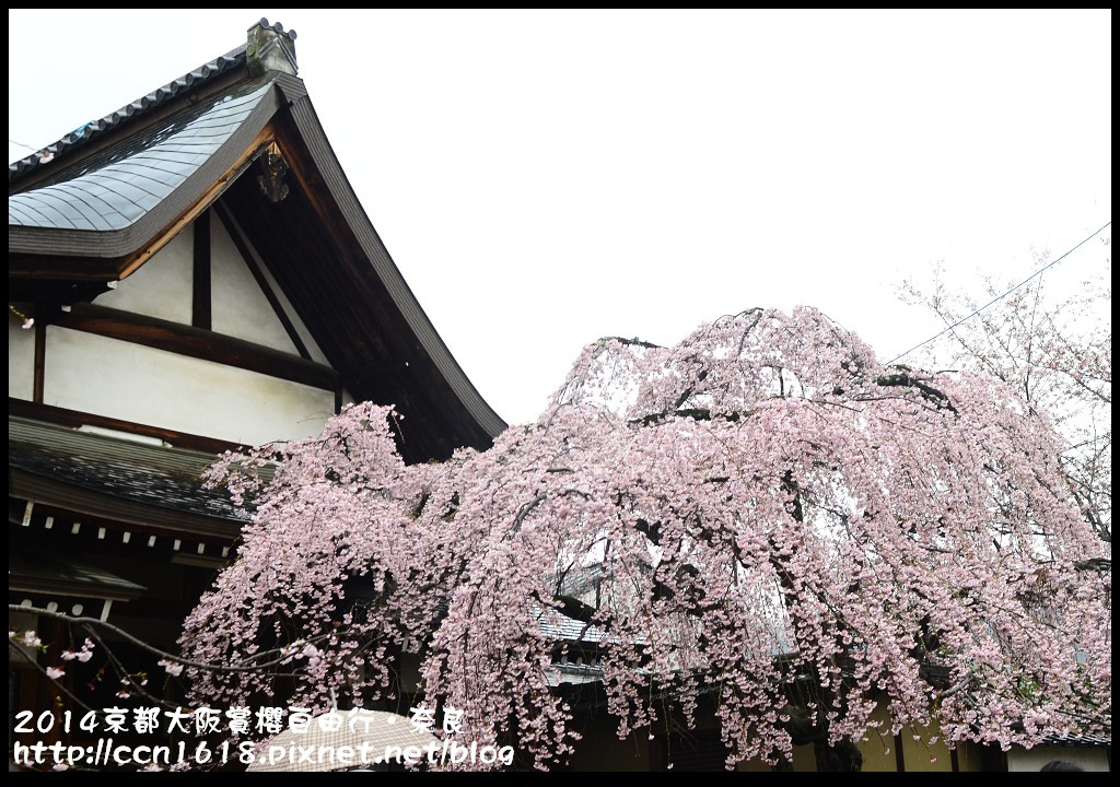 【日本旅遊】京都大阪賞櫻自由行．賞櫻秘境-佐保川櫻花+奈良冰室神社+東大寺餵小鹿 @假日農夫愛趴趴照