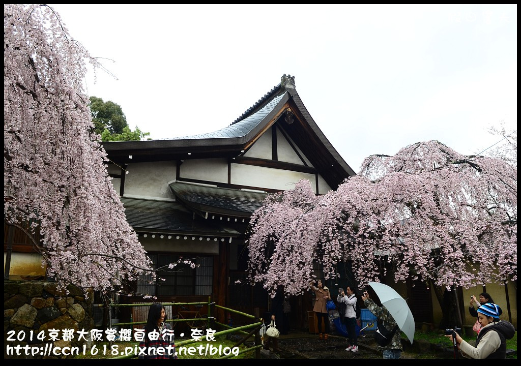 【日本旅遊】京都大阪賞櫻自由行．賞櫻秘境-佐保川櫻花+奈良冰室神社+東大寺餵小鹿 @假日農夫愛趴趴照