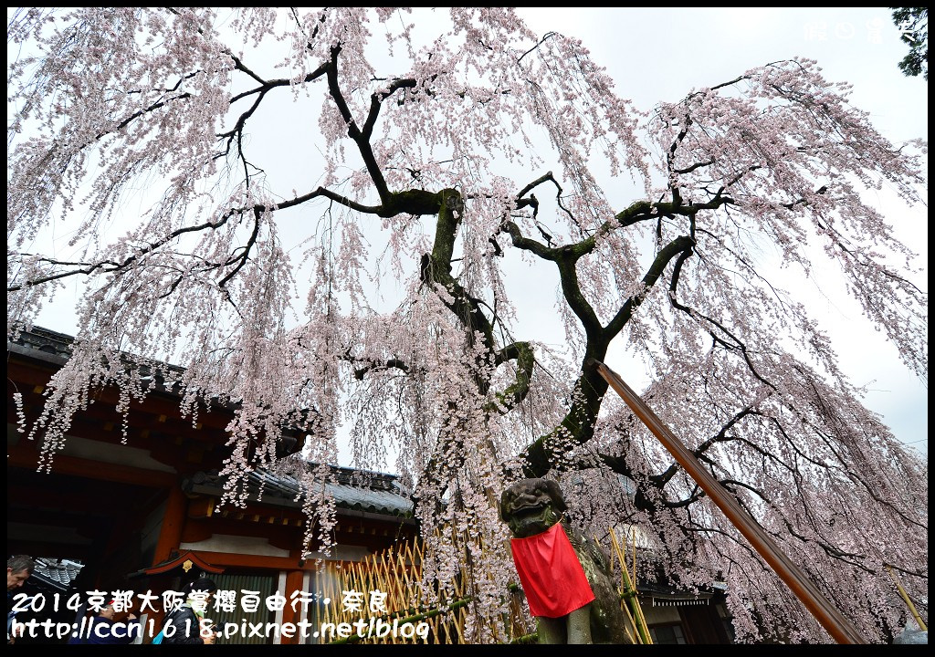 【日本旅遊】京都大阪賞櫻自由行．賞櫻秘境-佐保川櫻花+奈良冰室神社+東大寺餵小鹿 @假日農夫愛趴趴照