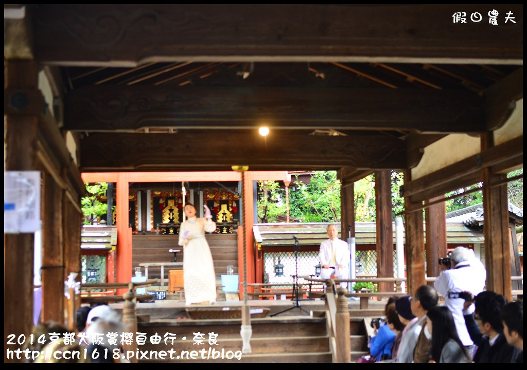 【日本旅遊】京都大阪賞櫻自由行．賞櫻秘境-佐保川櫻花+奈良冰室神社+東大寺餵小鹿 @假日農夫愛趴趴照