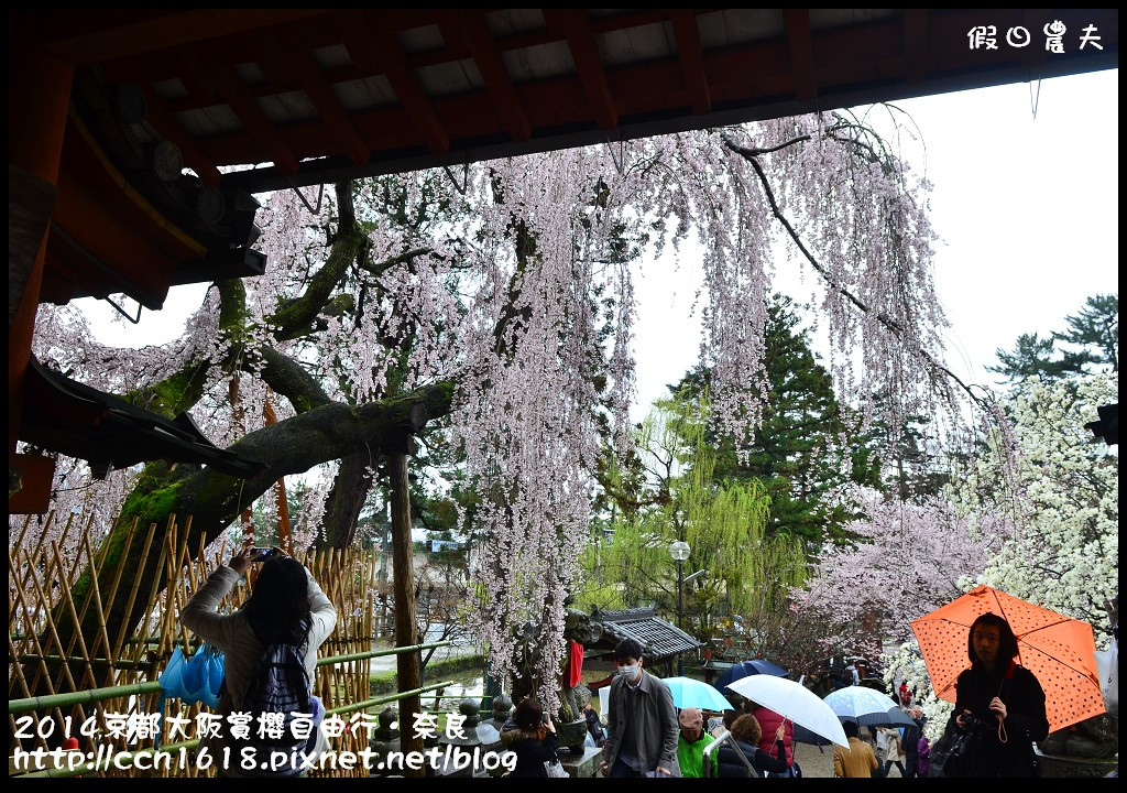 【日本旅遊】京都大阪賞櫻自由行．賞櫻秘境-佐保川櫻花+奈良冰室神社+東大寺餵小鹿 @假日農夫愛趴趴照