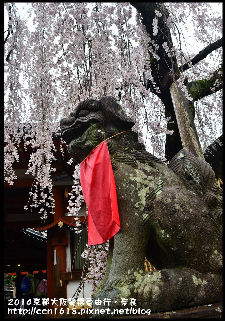 【日本旅遊】京都大阪賞櫻自由行．賞櫻秘境-佐保川櫻花+奈良冰室神社+東大寺餵小鹿 @假日農夫愛趴趴照