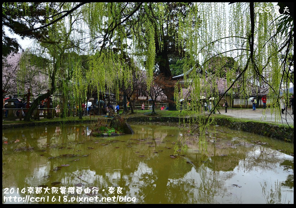 【日本旅遊】京都大阪賞櫻自由行．賞櫻秘境-佐保川櫻花+奈良冰室神社+東大寺餵小鹿 @假日農夫愛趴趴照