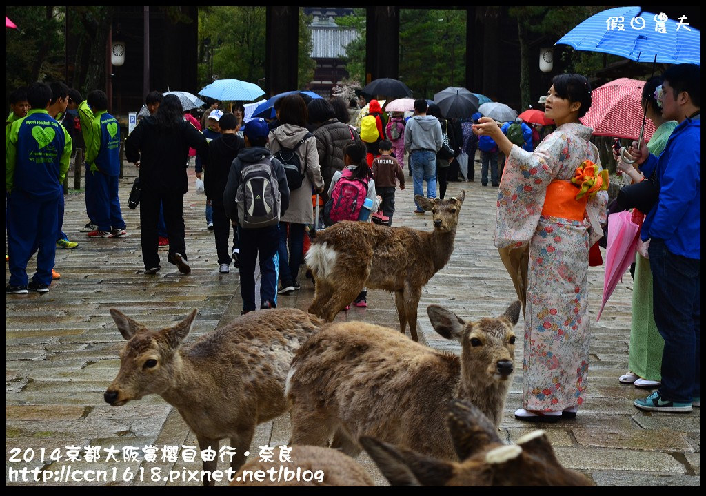 【日本旅遊】京都大阪賞櫻自由行．賞櫻秘境-佐保川櫻花+奈良冰室神社+東大寺餵小鹿 @假日農夫愛趴趴照