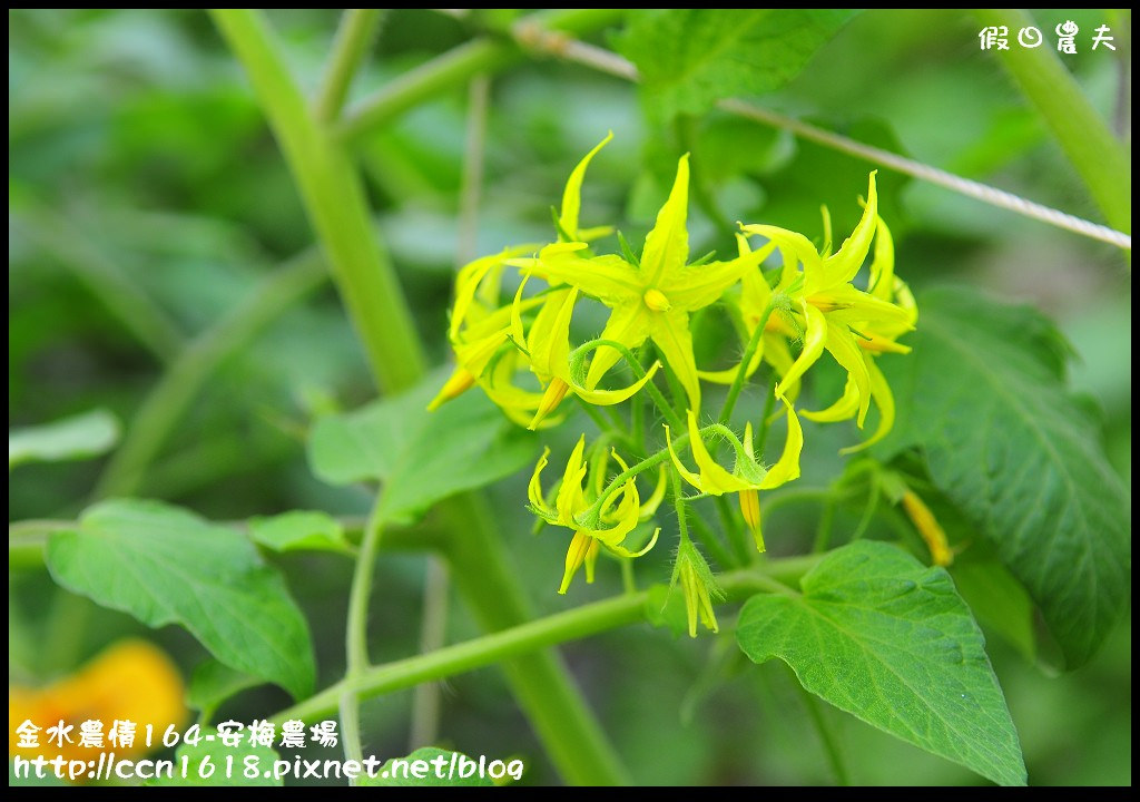 【雲林景點】金水農情164-安梅農場+好蝦冏男社+水林滴雞湯 @假日農夫愛趴趴照