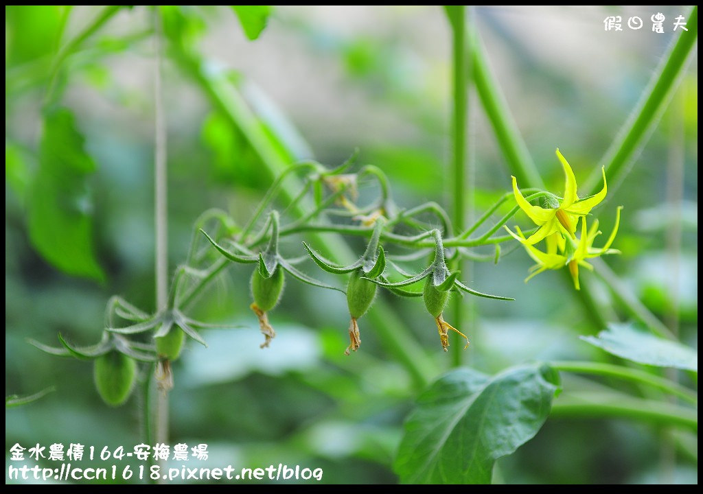 【雲林景點】金水農情164-安梅農場+好蝦冏男社+水林滴雞湯 @假日農夫愛趴趴照