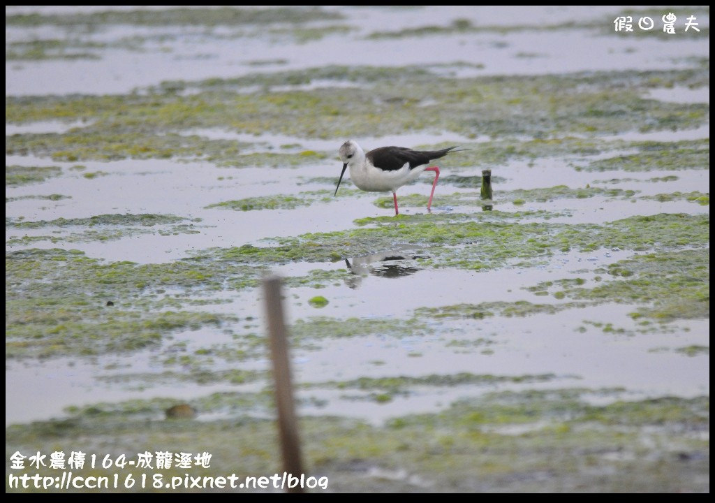 【雲林住宿】金水農情164-口湖瀛稼民宿+成龍濕地+成龍集會所‧來去鄉下住一晚 @假日農夫愛趴趴照