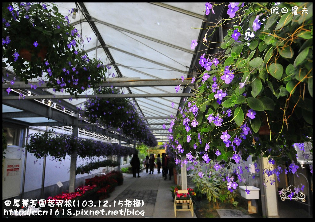 【彰化景點】假日何處去‧田尾菁芳園落羽松‧第一次夜拍落羽松好漂亮 @假日農夫愛趴趴照