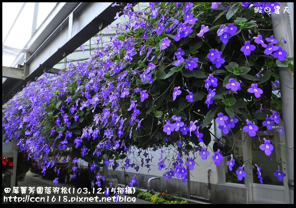 【彰化景點】假日何處去‧田尾菁芳園落羽松‧第一次夜拍落羽松好漂亮 @假日農夫愛趴趴照